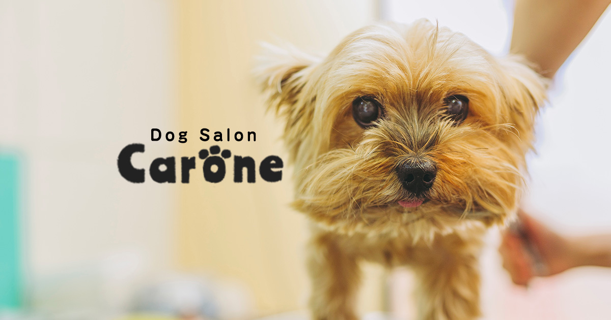 ドッグサロン carone カロネ